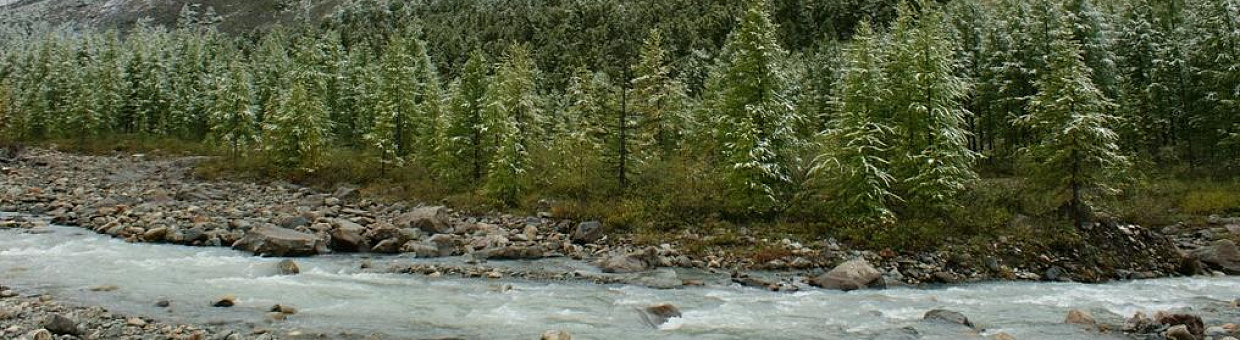 Ученые узнают, как горели леса в прошлом, чтобы прогнозировать пожары 