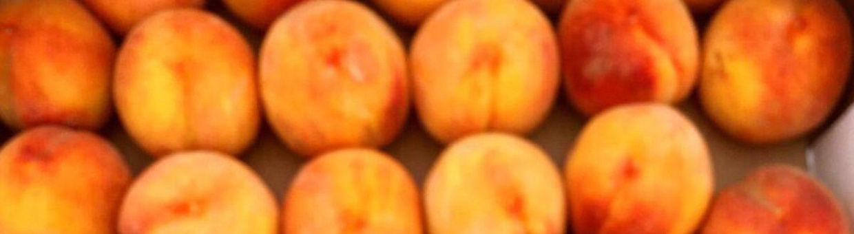 Студенческие отряды ТГУ: от строительства до сбора персиков