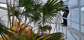 В Ботсаду ТГУ зацвела самая высокая оранжерейная пальма