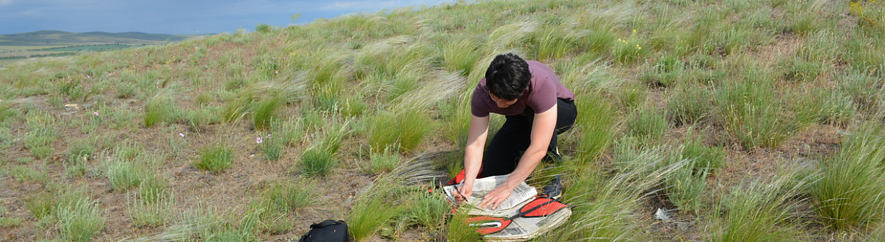 Сотрудник ТГУ получит степень PhD за молекулярные исследования ковылей