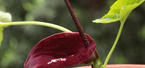 Растение-сюрприз зацвело в Ботаническом саду ТГУ