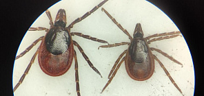 Интерактивная карта аспиранта ТГУ о клещах – лучшее техрешение года в регионе