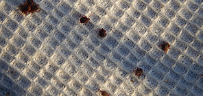 Луговой клещ активно расширяет свое присутствие в Западной Сибири