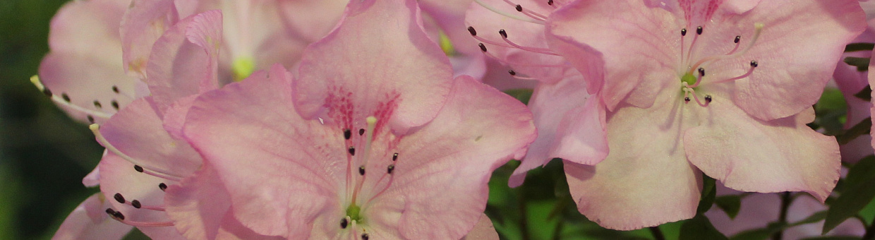 В ТГУ расскажут о растениях в искусстве, медицине и кулинарии Франции