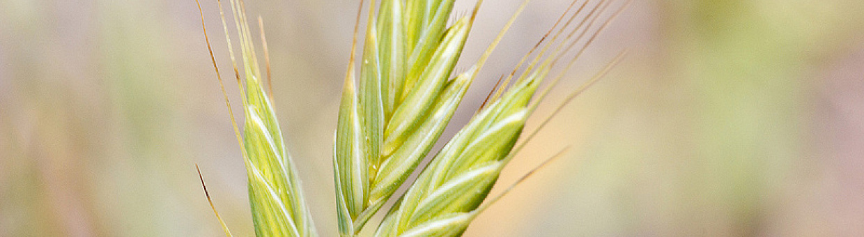 Аспирантка-биолог защитила диссертацию в России и Испании 