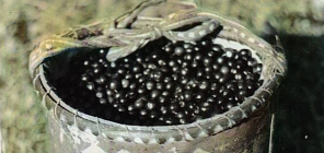 Как собирали и заготавливали дикоросы народы Сибири: коллекция музея ТГУ