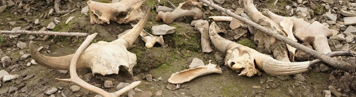 Ученые ТГУ предлагают подписать петицию в защиту «кладбища мамонтов»