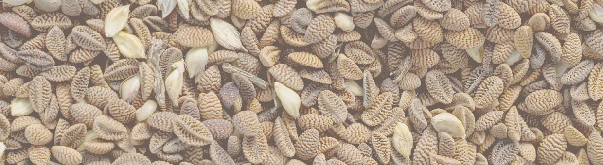 Сотрудники СибБС ищут способы борьбы с распространением сорняков