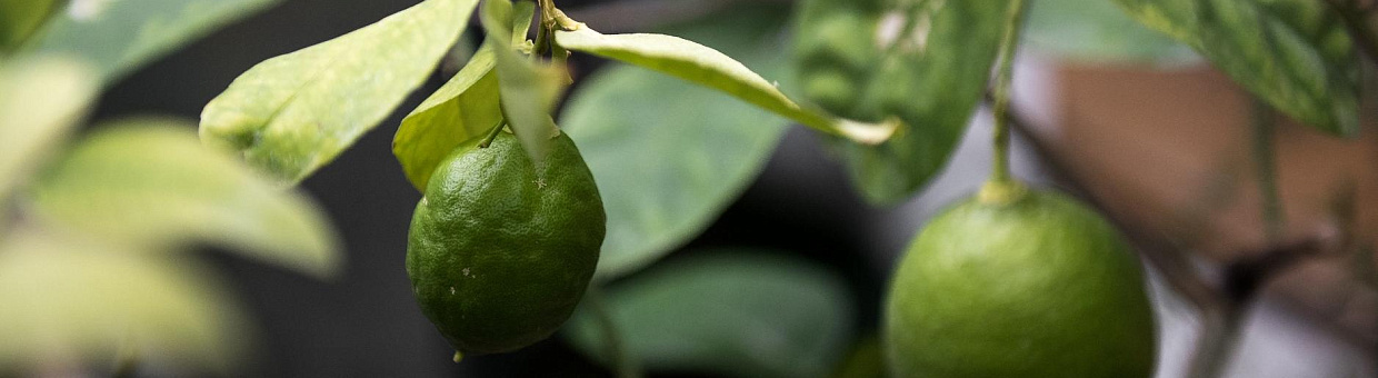 Ученые СибБС испытывают новое удобрение на уникальном объекте