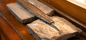 В музее ТГУ найден плавник акулы, жившей около 300 миллионов лет назад