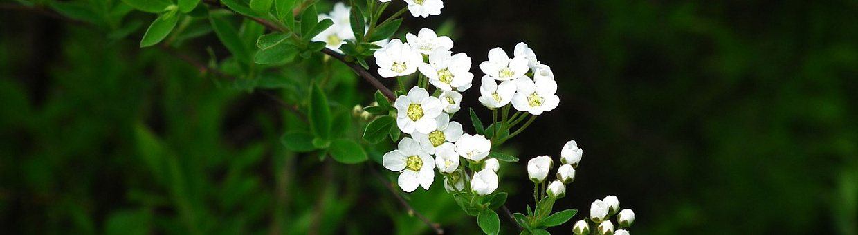 Сибирские учёные нашли растение с высокой противовирусной активностью 