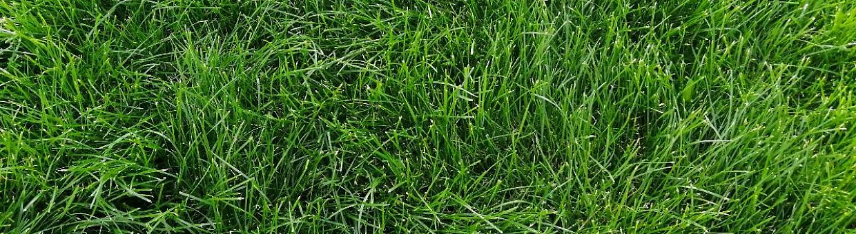 В Ботсаду ТГУ появится новая экспозиция редких растений 