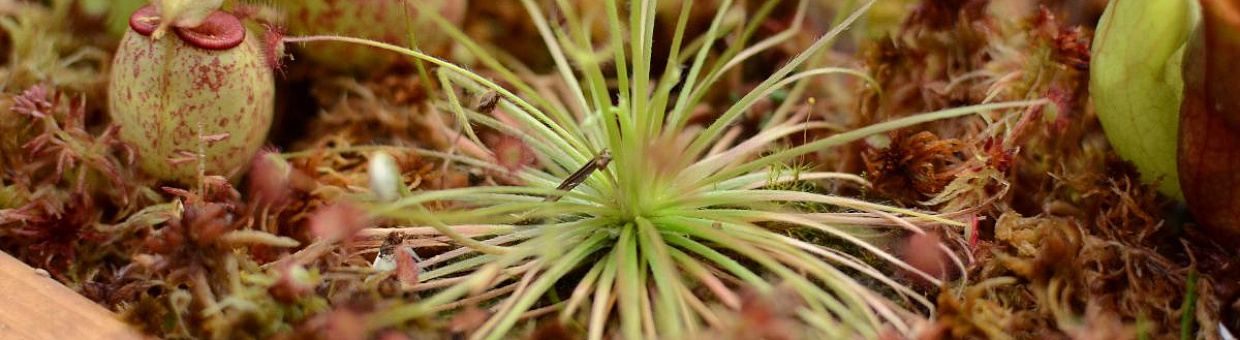 В Ботаническом саду ТГУ откроется выставка растений-хищников