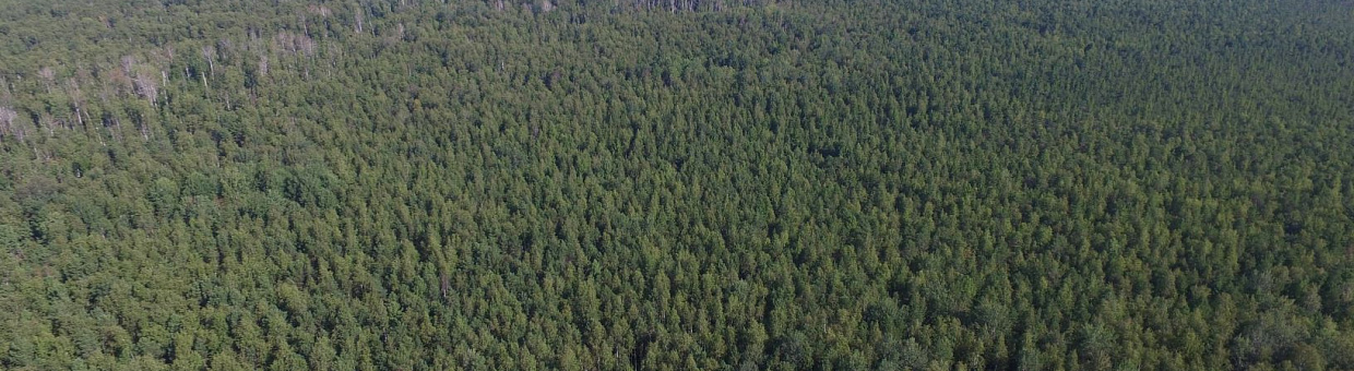 Экологи ТГУ картировали ключевой участок заповедника «Васюганский»