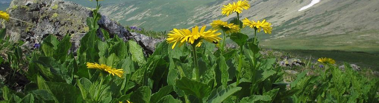 В ТГУ комплексно изучают амфибий и рептилий крупного заповедника