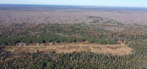 Эксперт ТГУ: как крестьяне 19 века повлияли на современный сибирский лес