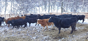 Ученые выяснили: крупные фермы стали очагом появления «супербактерий» 