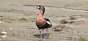 Исследования учёных ТГУ помогут сохранить редких птиц в Сибири и Арктике