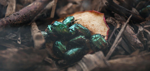 Биологи ТГУ создали способ выращивания жука-бронзовки для пищевых добавок