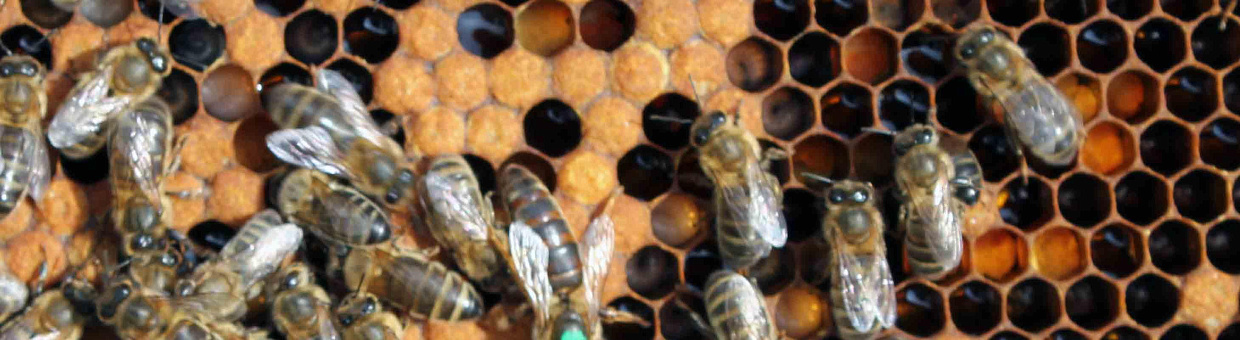 Ученые БИ ТГУ вернут России чистопородных пчел 