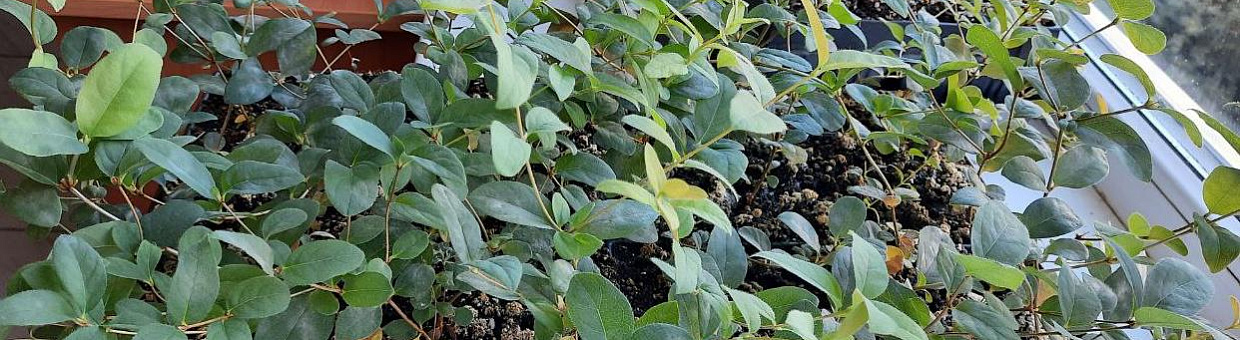 Приоритет 2030: Биологи используют бактерии для улучшения качества удобрений