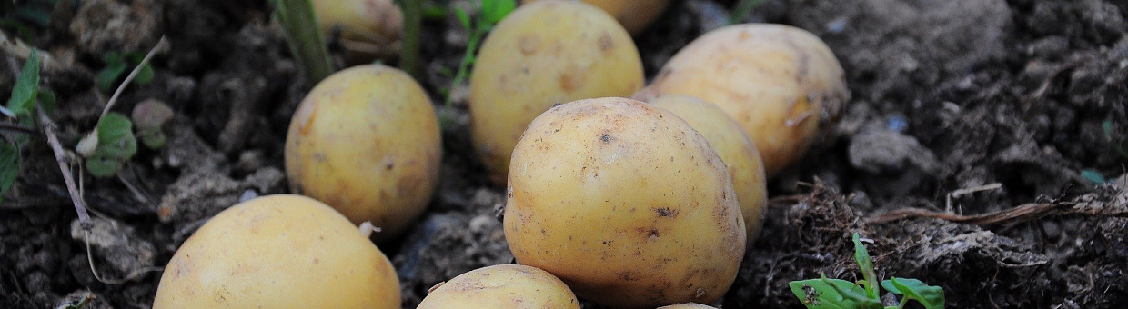 Учёные ТГУ готовы обеспечить россиян качественным семенным картофелем